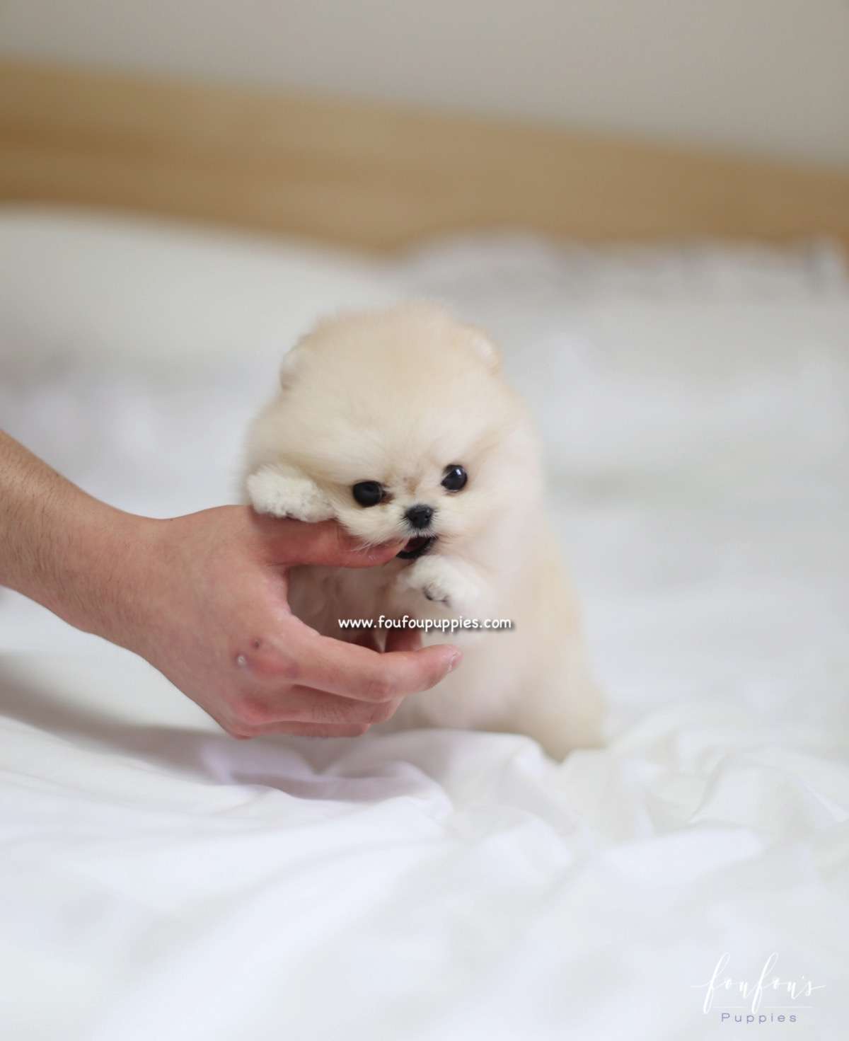 Caeser - Pomeranian M.