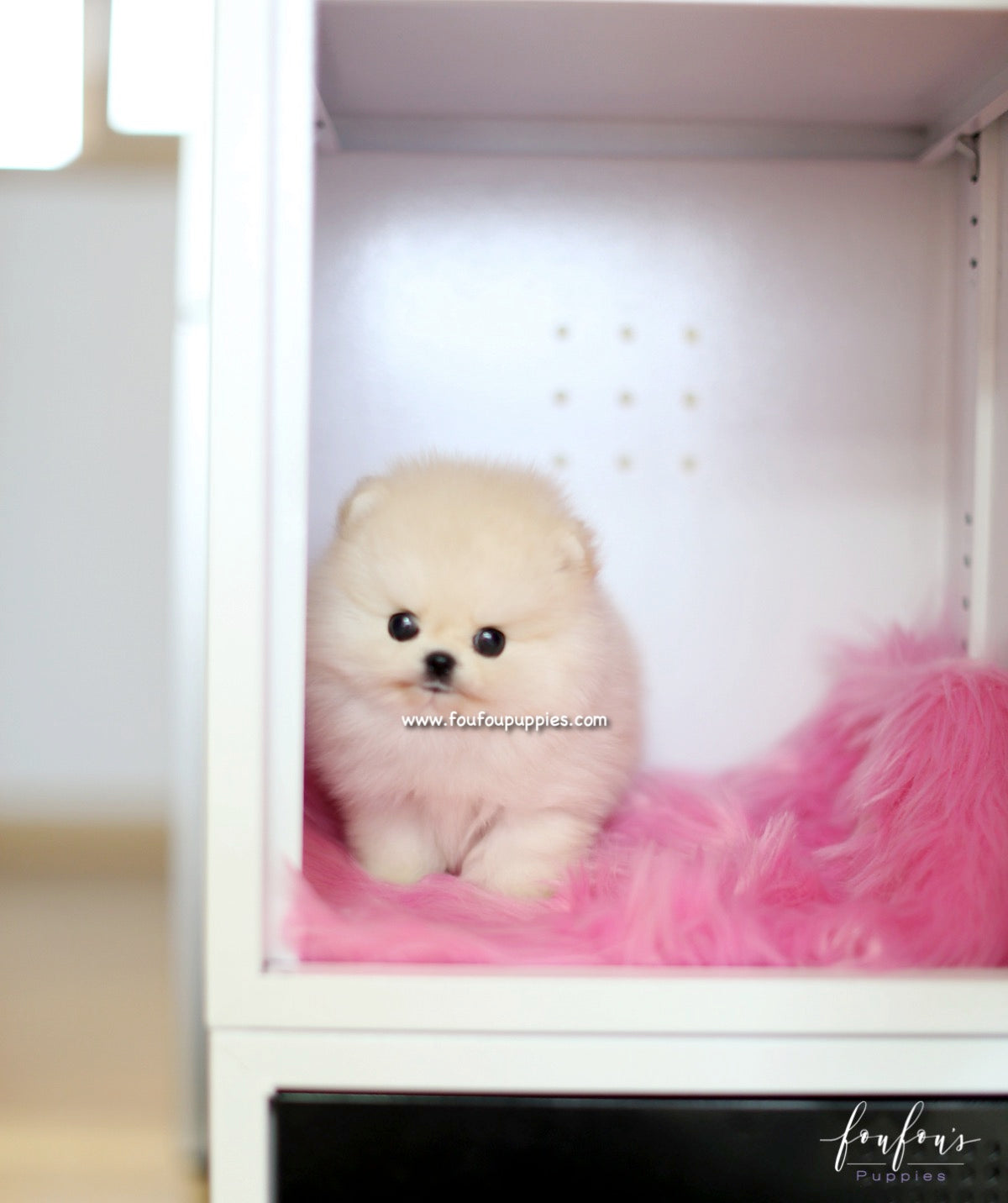 Caeser - Pomeranian M.