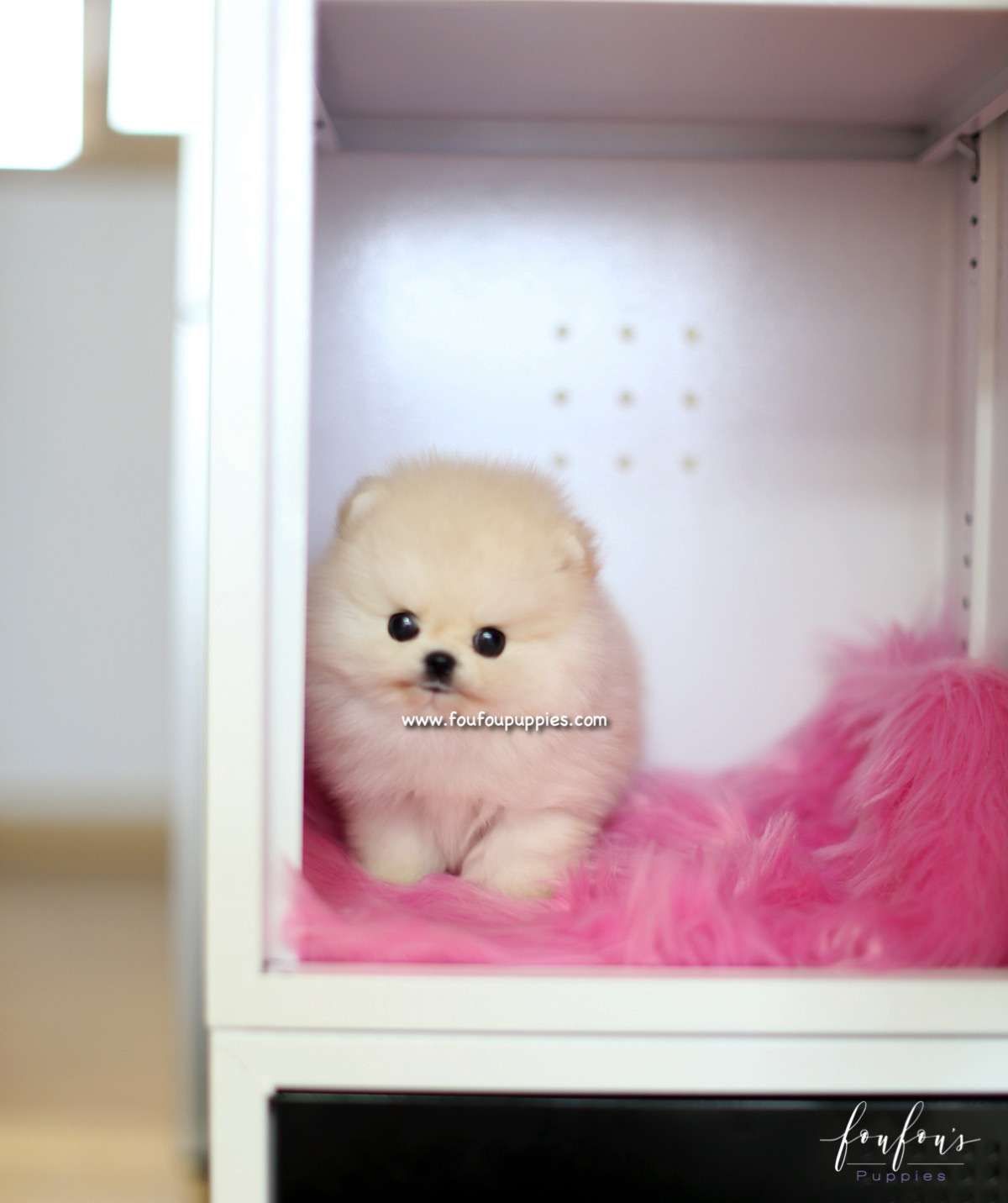 Caeser - Pomeranian M.