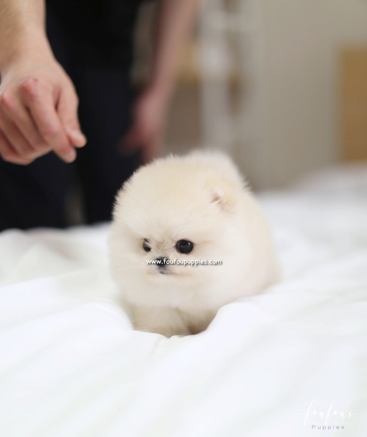 Caeser - Pomeranian M.