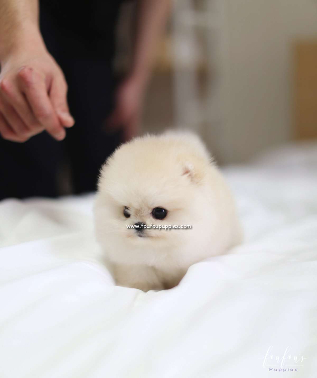Caeser - Pomeranian M.