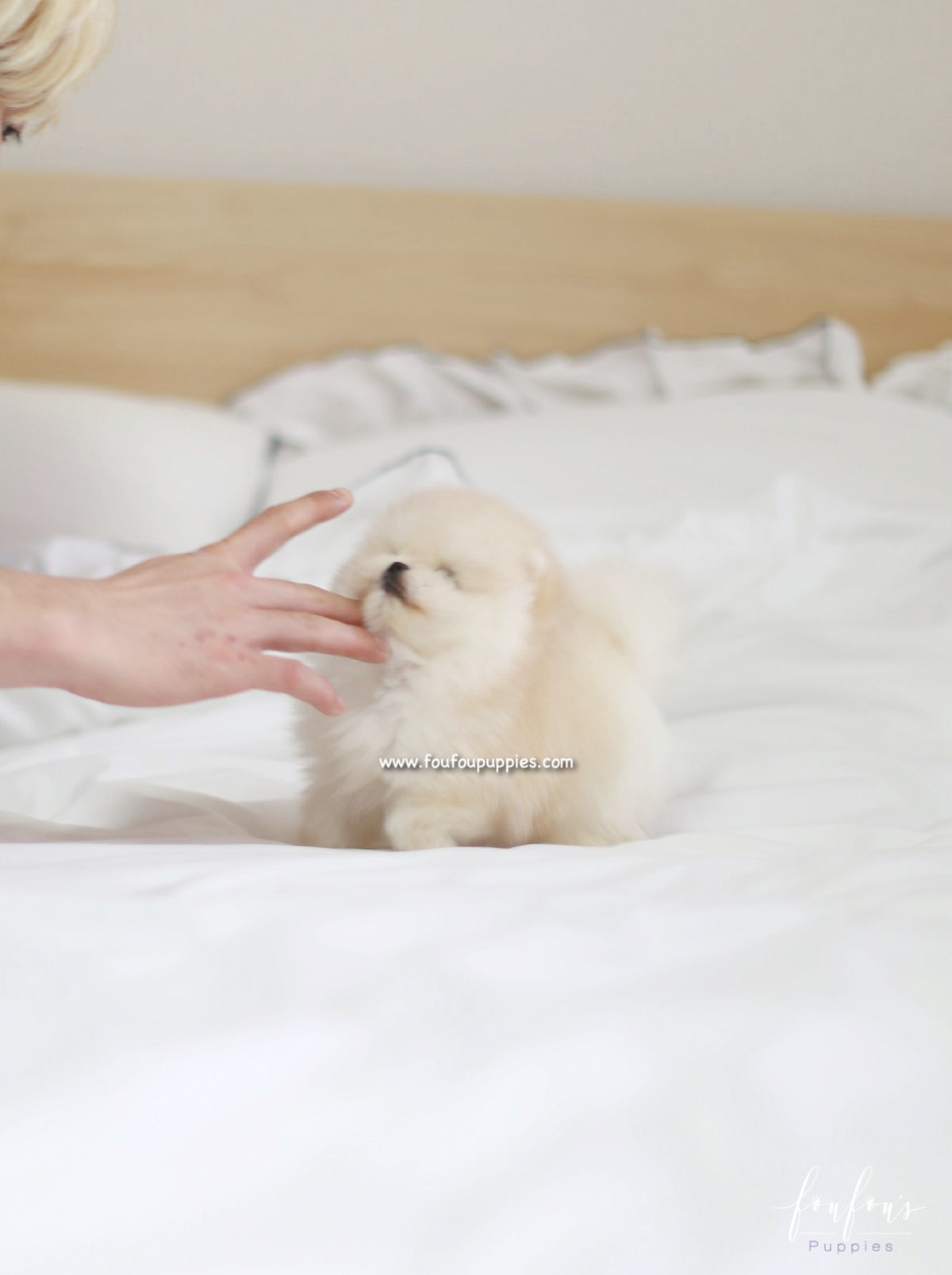 Caeser - Pomeranian M.