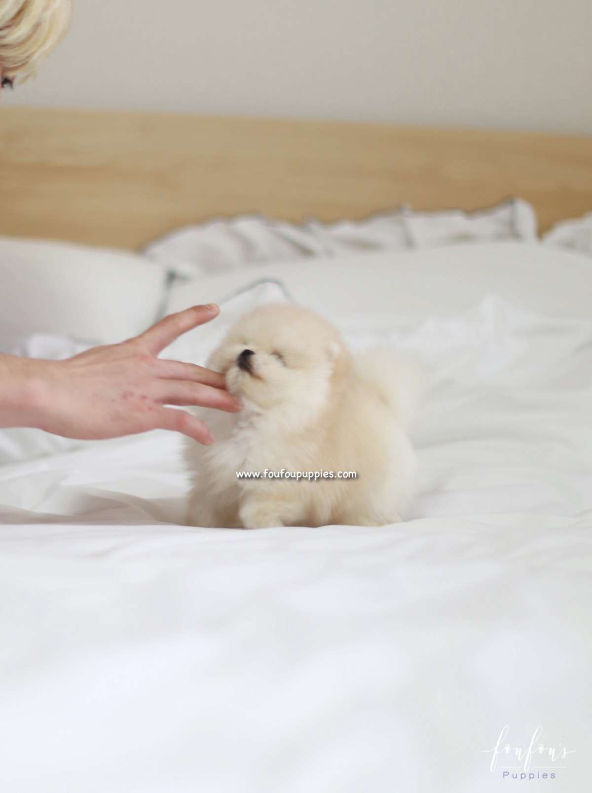 Caeser - Pomeranian M.