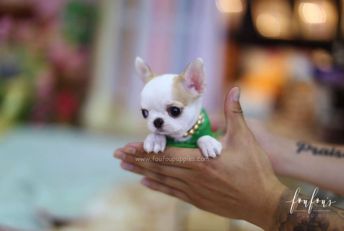MJ - Chihuahua M.