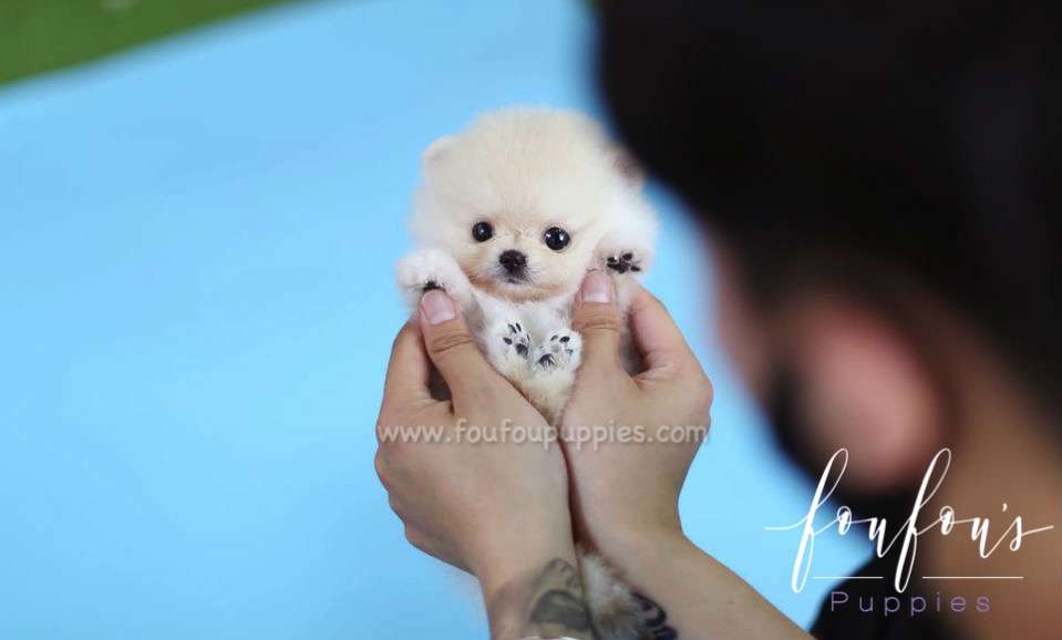 Simba - Pomeranian M.