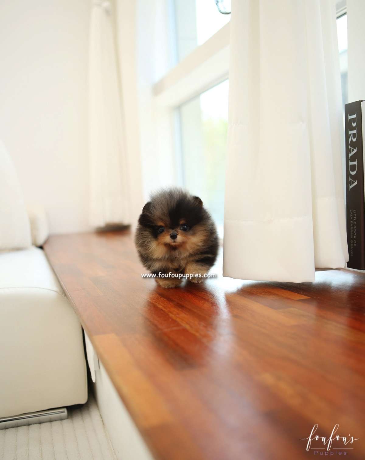 Skylar - Pomeranian F.