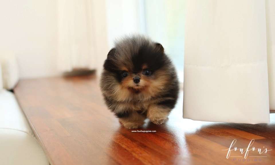 Skylar - Pomeranian F.