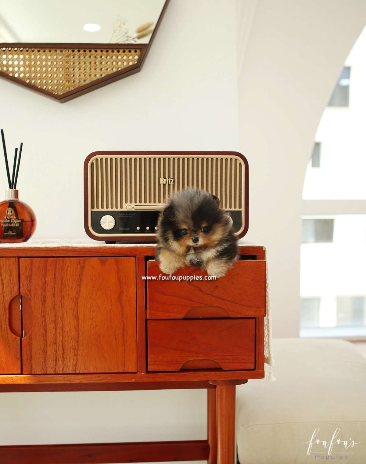 Skylar - Pomeranian F.