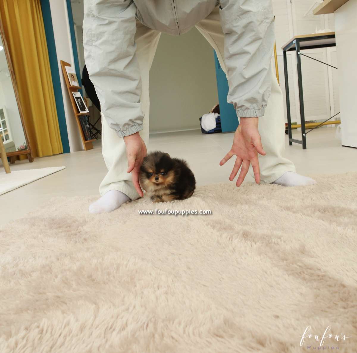 Skylar - Pomeranian F.