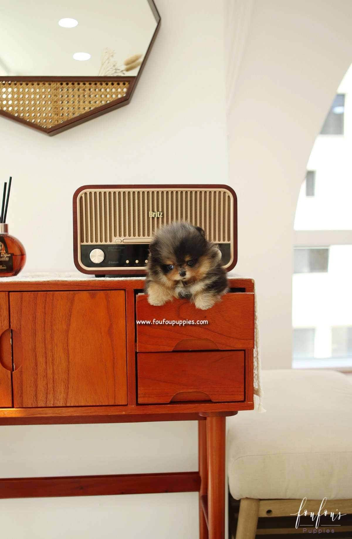 Skylar - Pomeranian F.