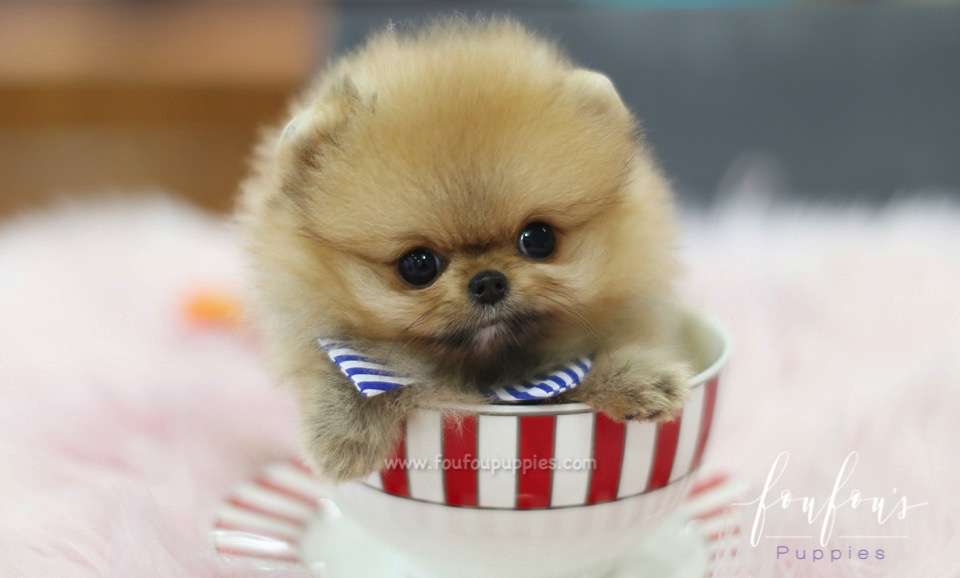 Butterfinger - Pomeranian M.