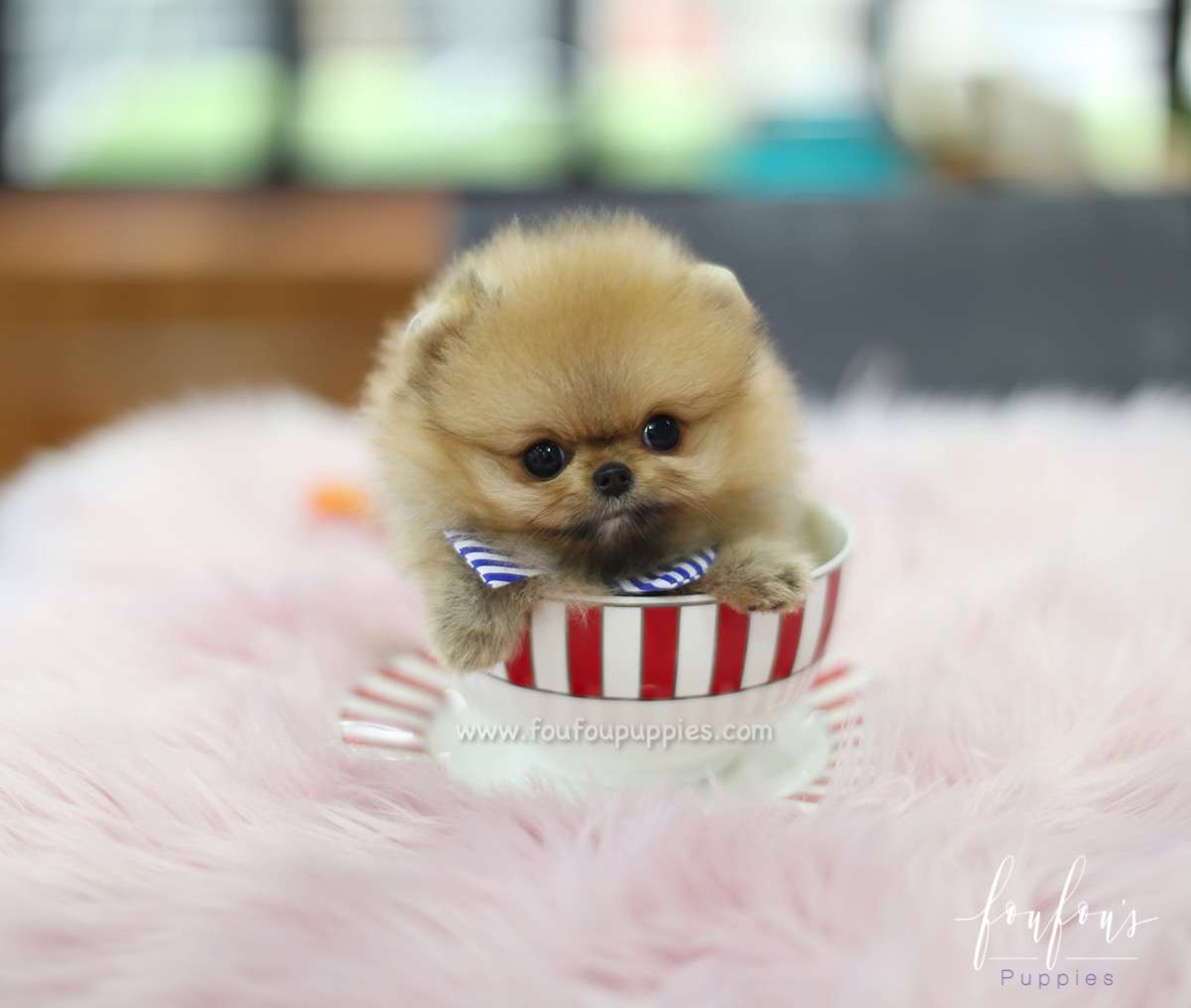 Butterfinger - Pomeranian M.