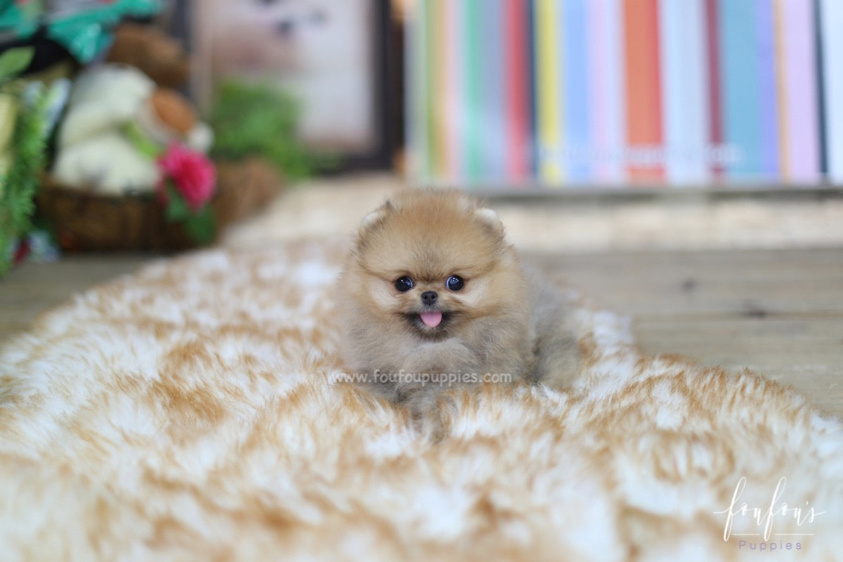 Butterfinger - Pomeranian M.