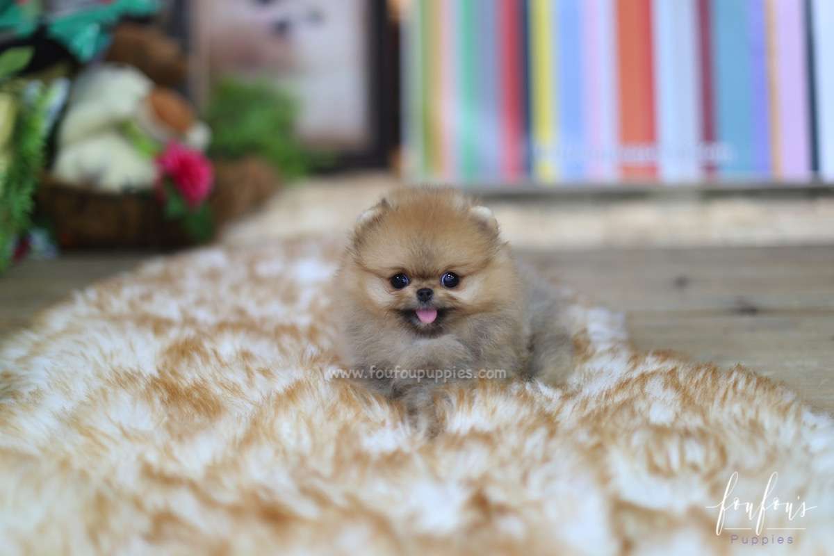 Butterfinger - Pomeranian M.