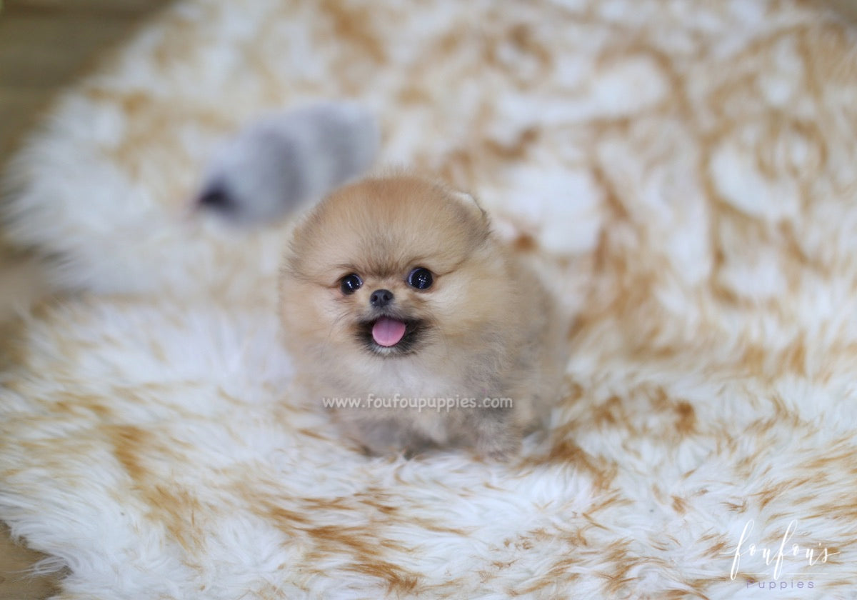 Butterfinger - Pomeranian M.