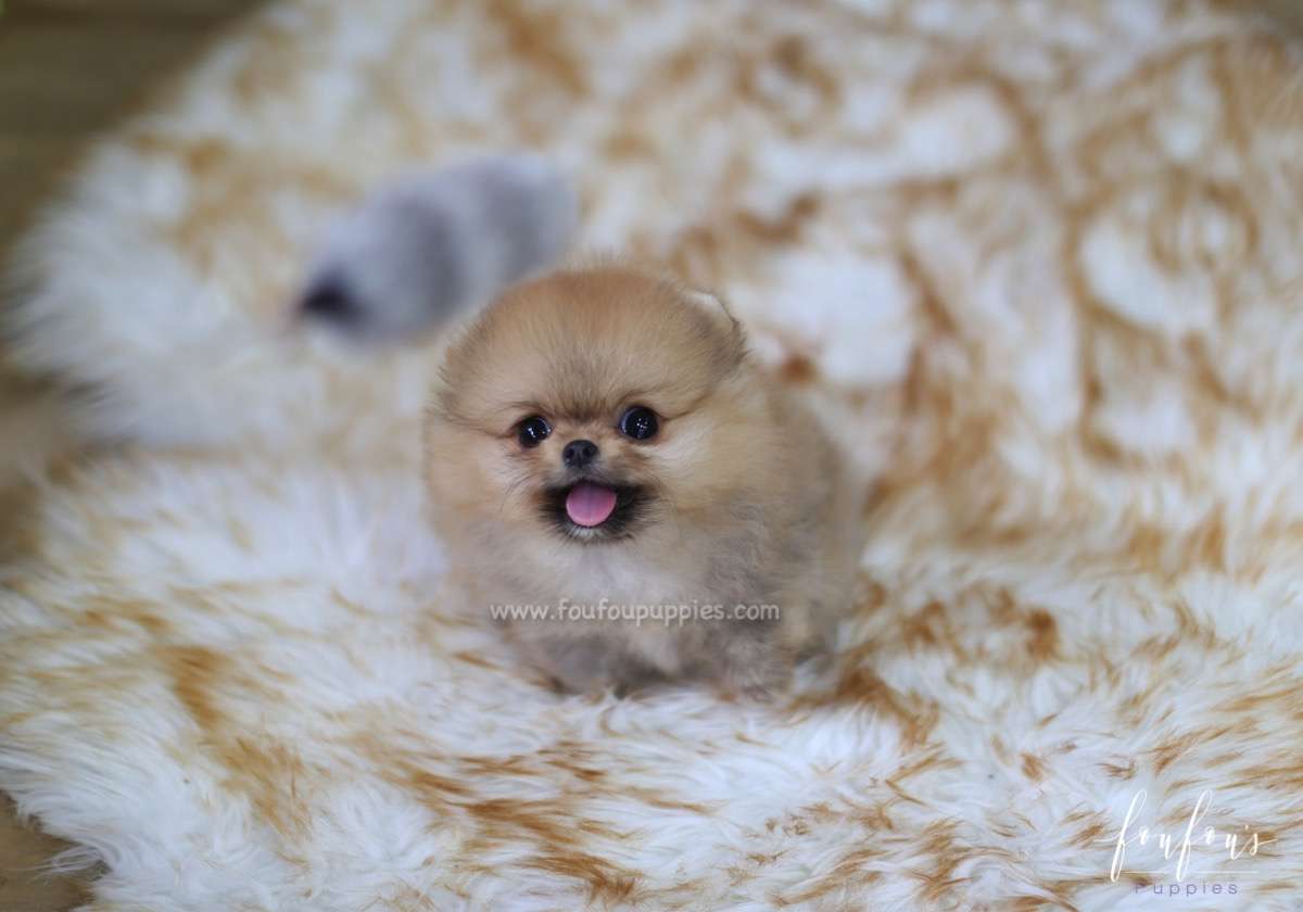 Butterfinger - Pomeranian M.