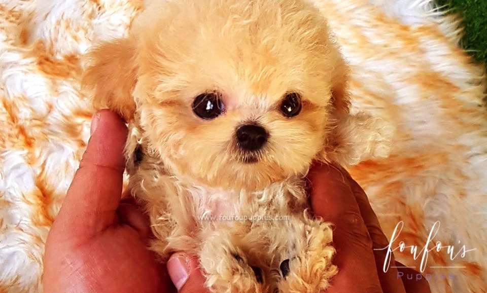 Oliver - Poodle M.