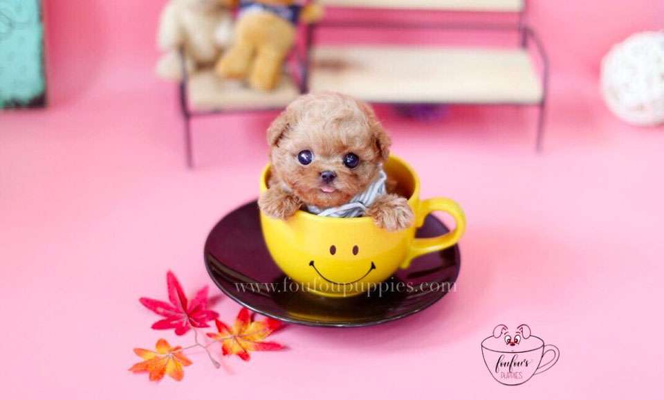 Barney-Poodle M.