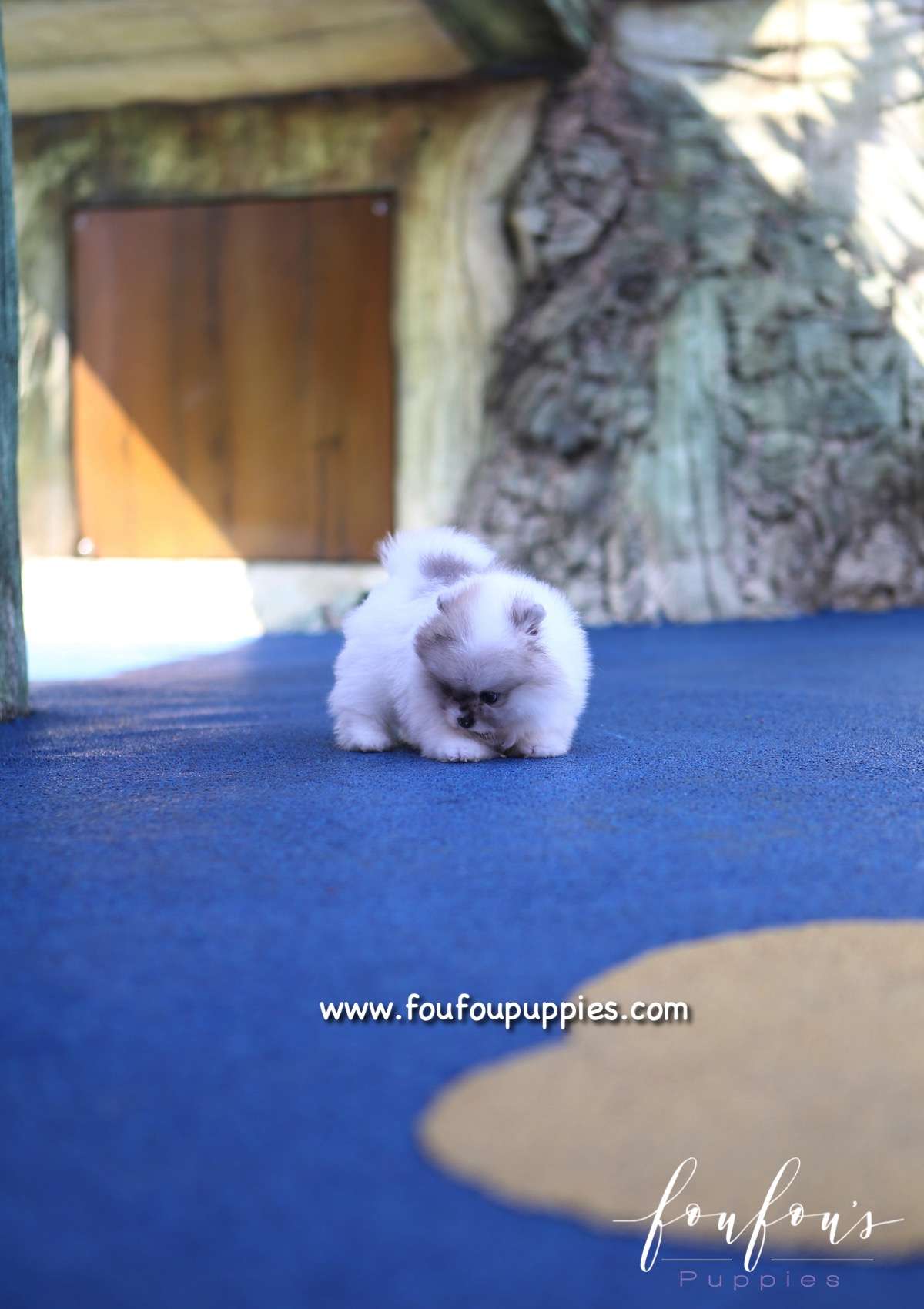 Florentina - Pomeranian F.