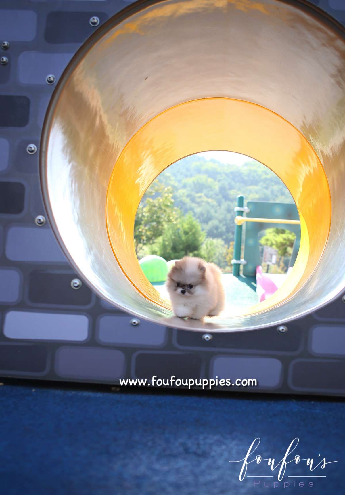 Florentina - Pomeranian F.