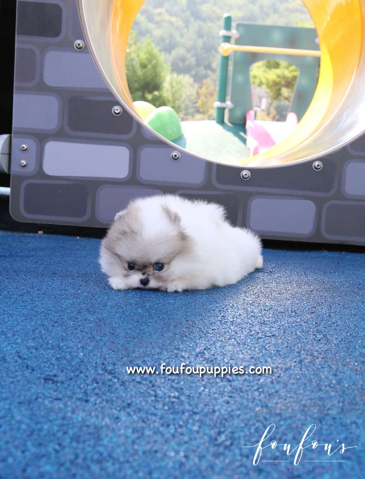 Florentina - Pomeranian F.