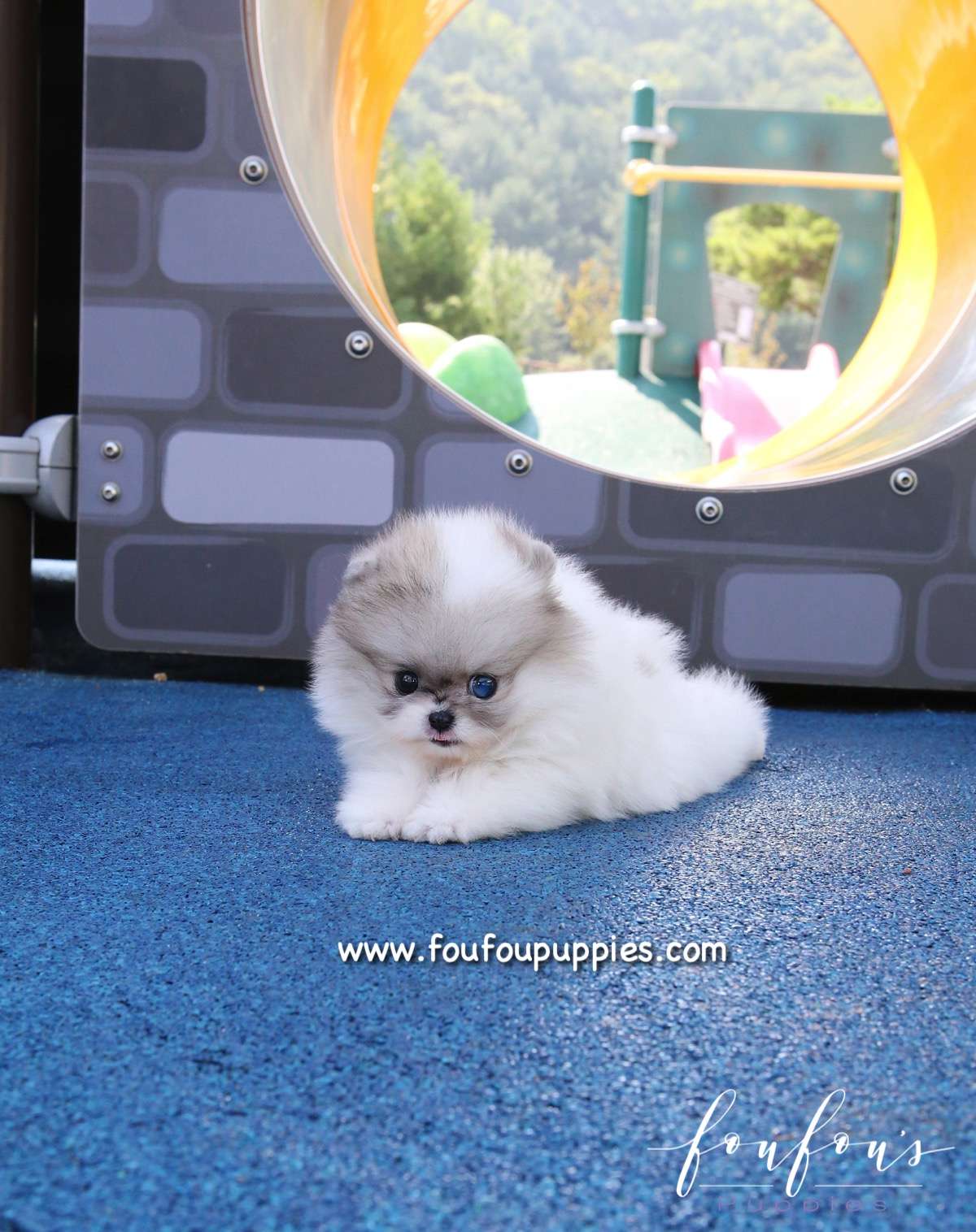 Florentina - Pomeranian F.