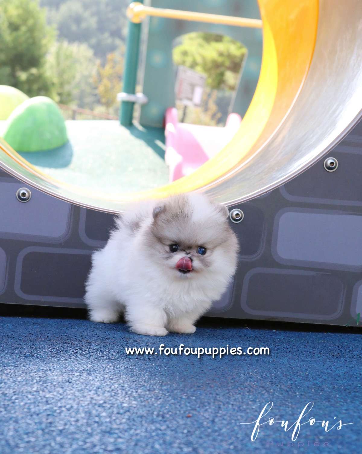 Florentina - Pomeranian F.