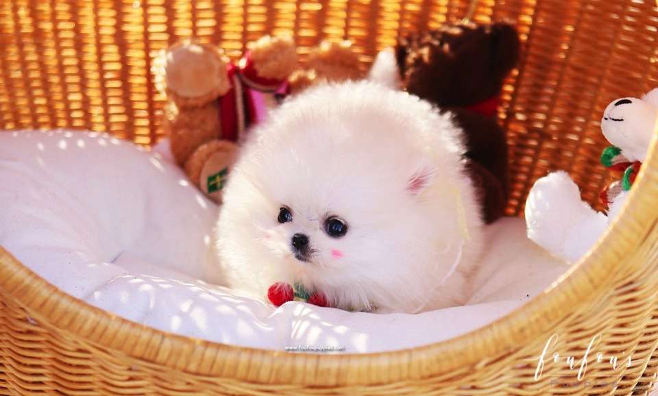 Nala - Pomeranian F.