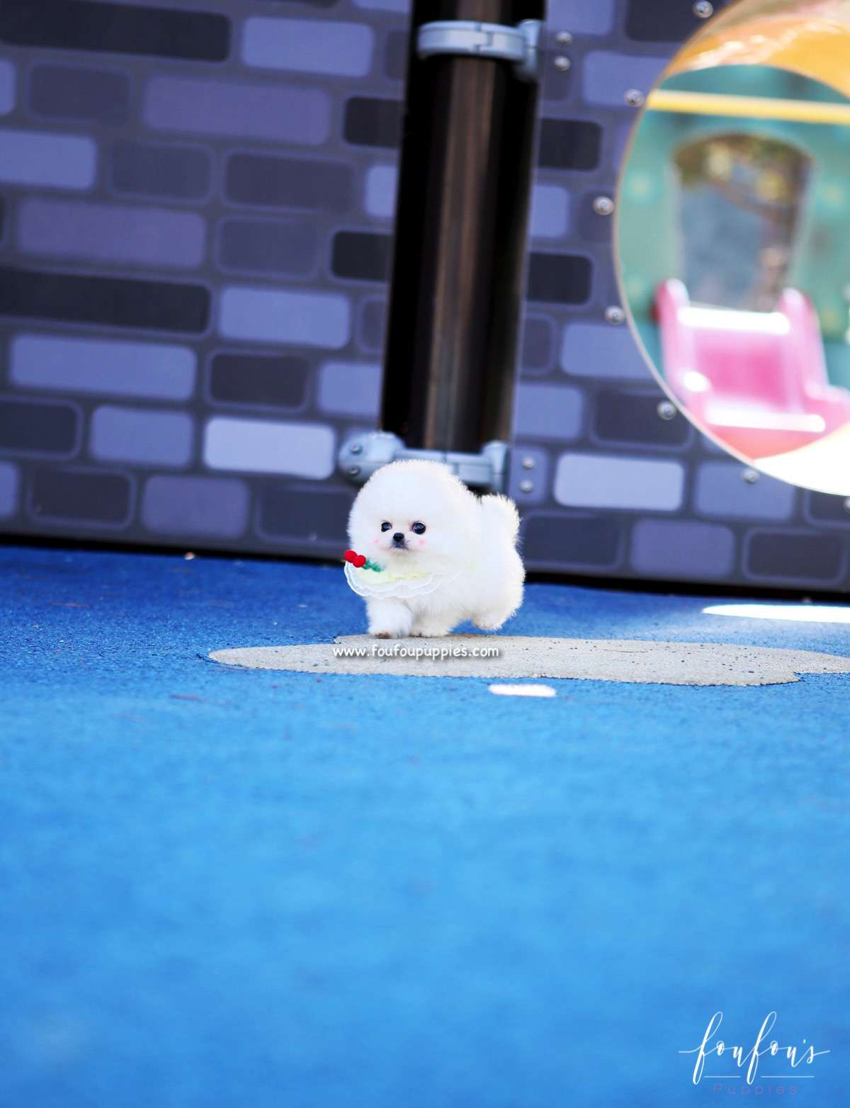 Nala - Pomeranian F.