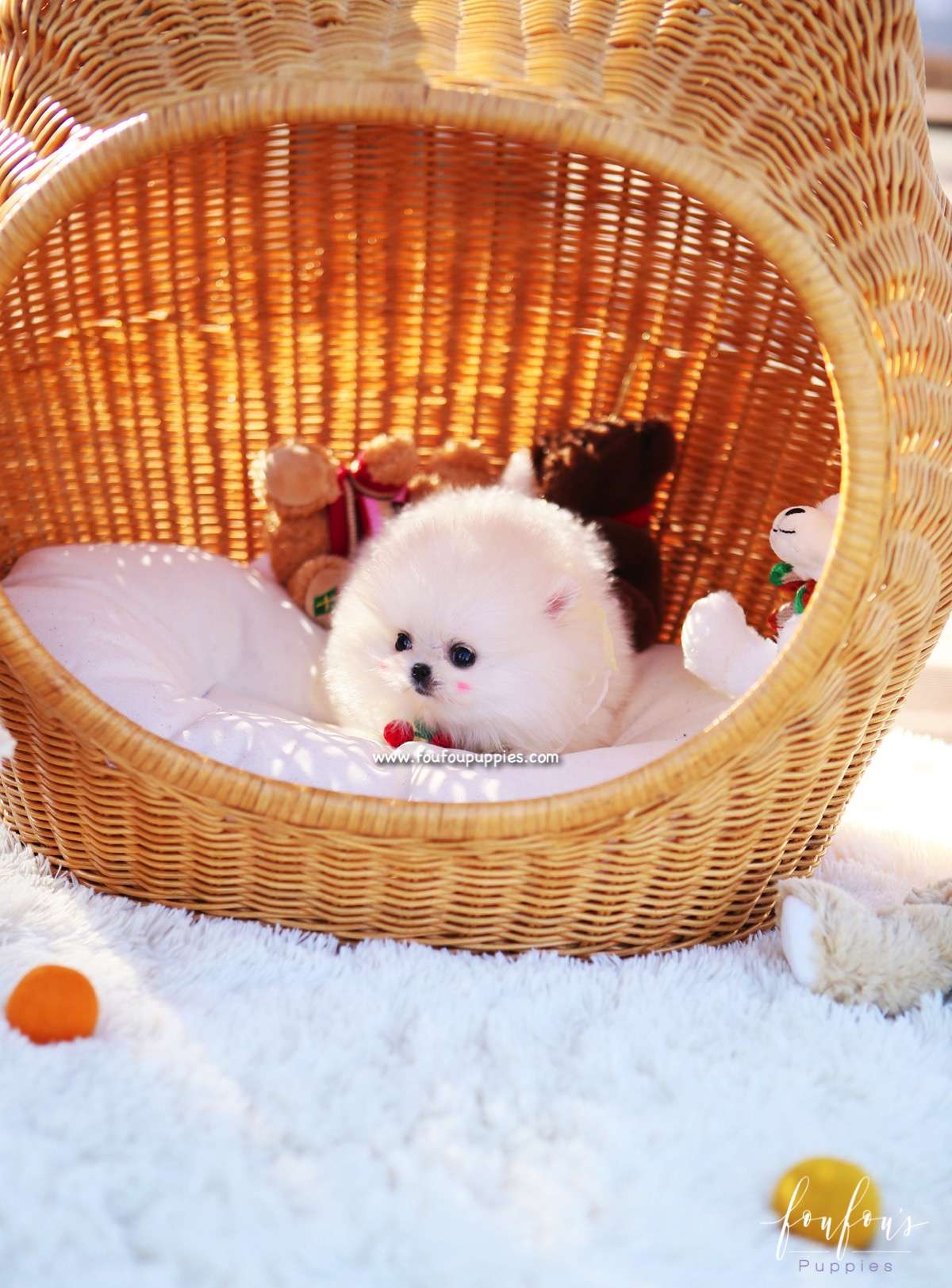 Nala - Pomeranian F.