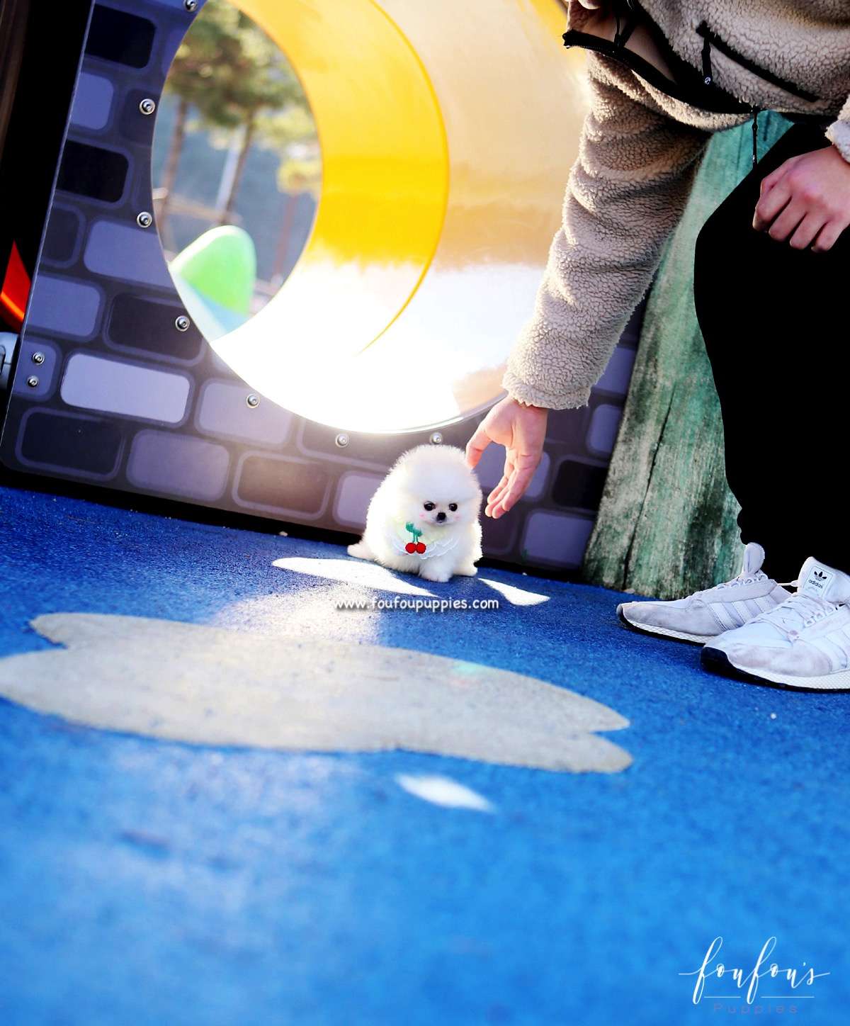 Nala - Pomeranian F.