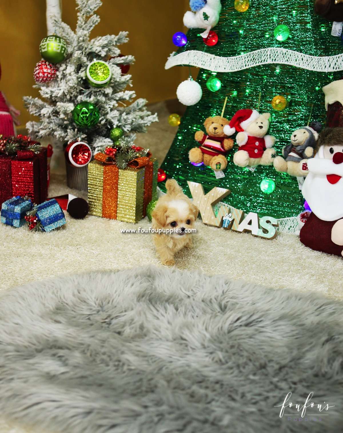Lilly - Maltipoo F.