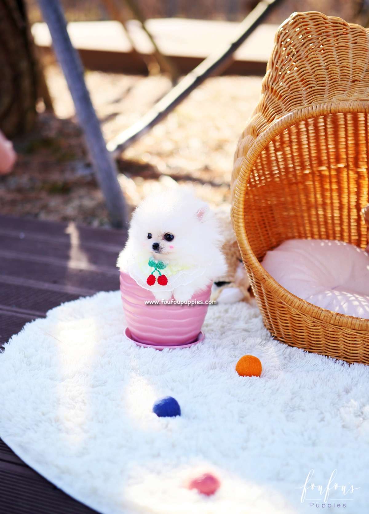 Nala - Pomeranian F.
