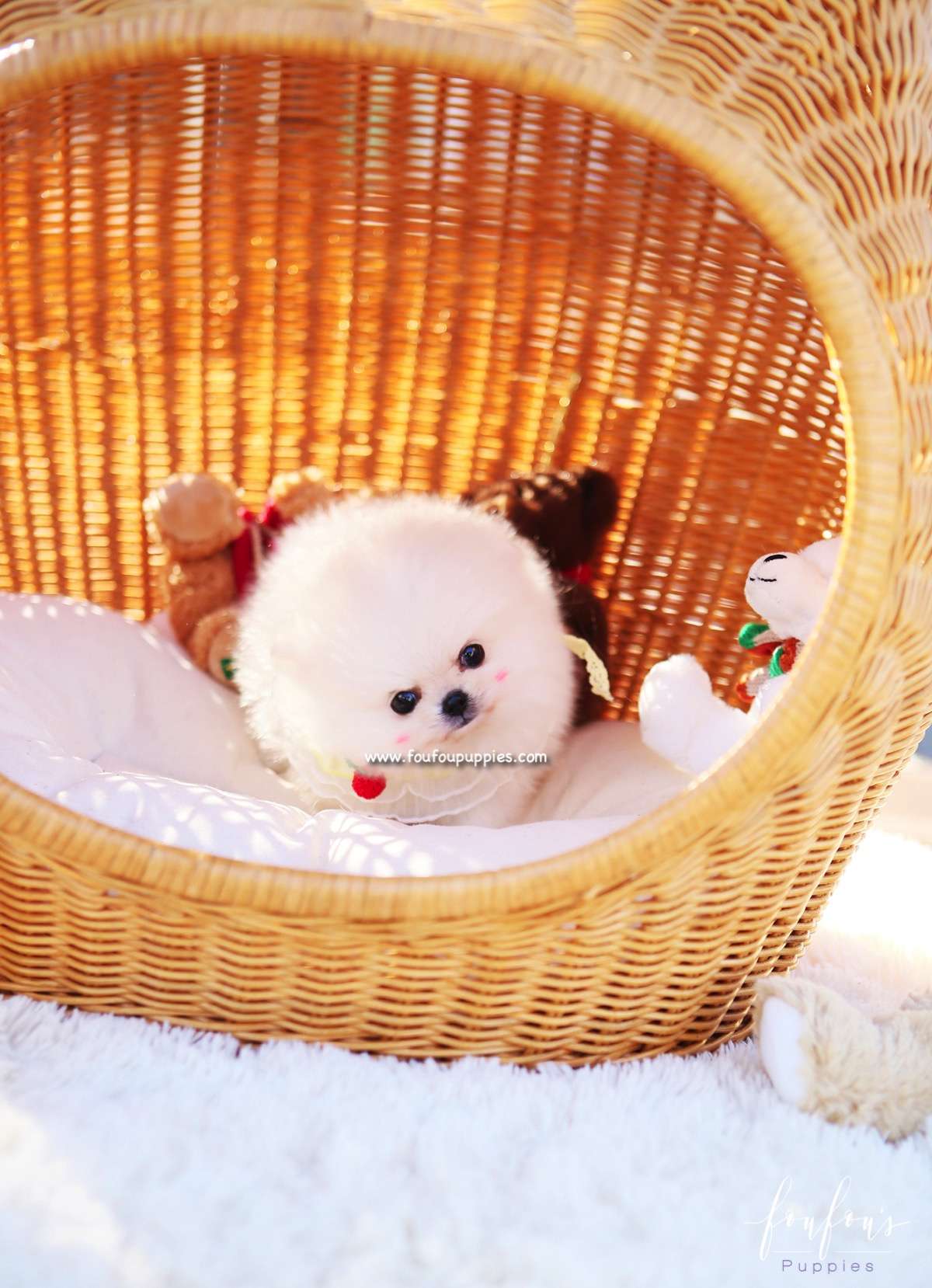 Nala - Pomeranian F.
