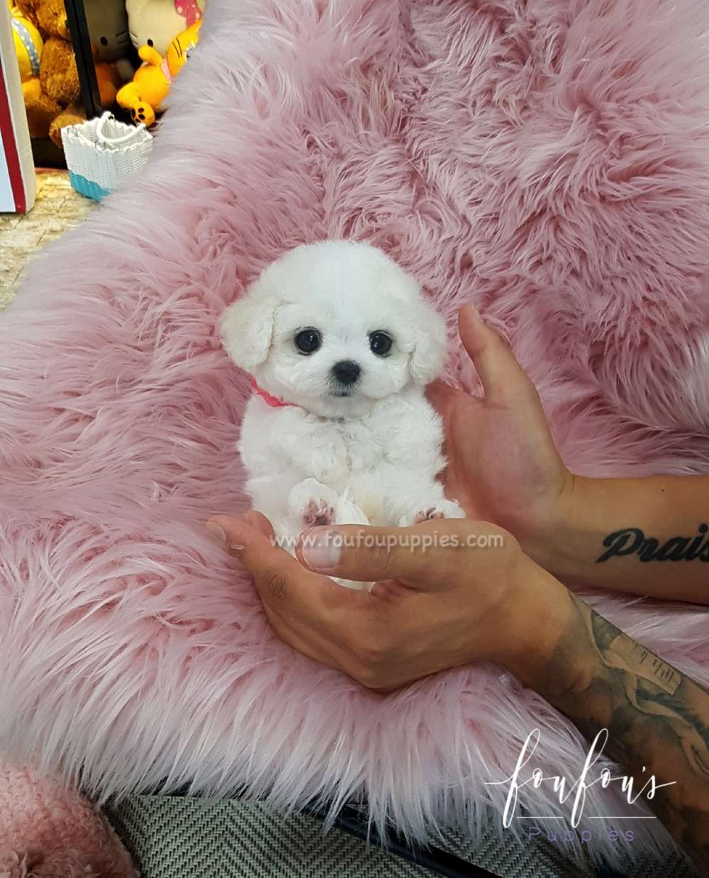 Bichon Puppy