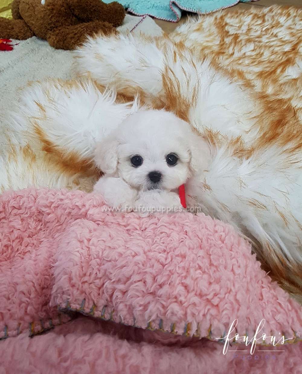Momo - Bichon Frise M.