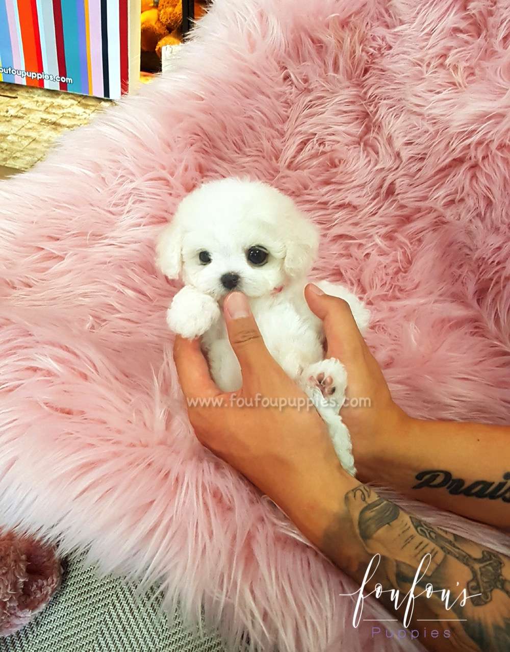 Momo - Bichon Frise M.