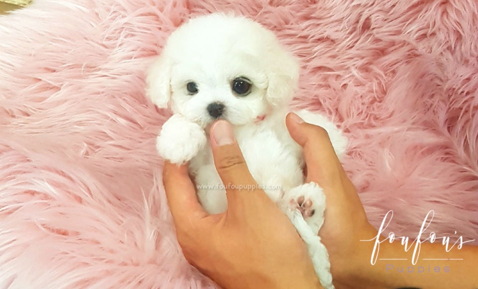 Momo Bichon Frise – Foufou Puppies