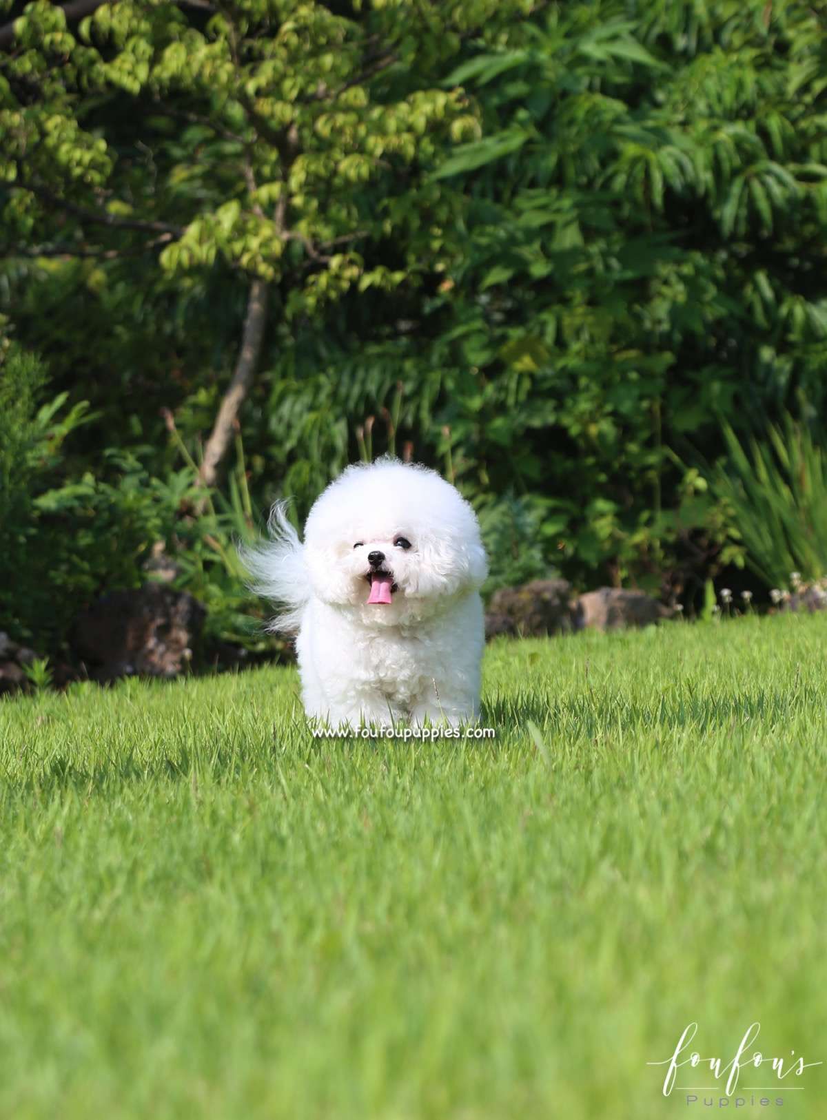 Toby - Bichon Frise M.