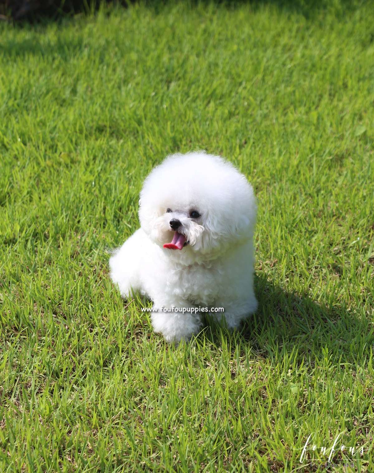 Toby - Bichon Frise M.