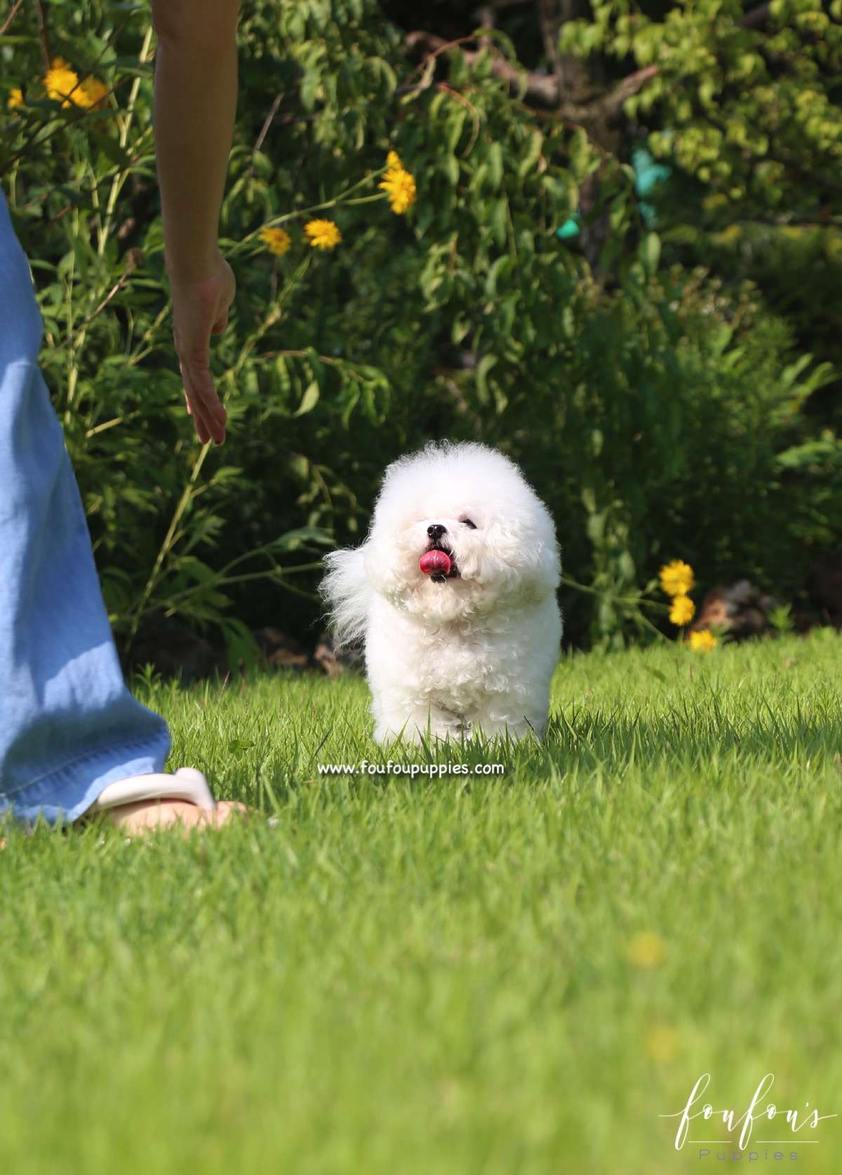 Toby - Bichon Frise M.