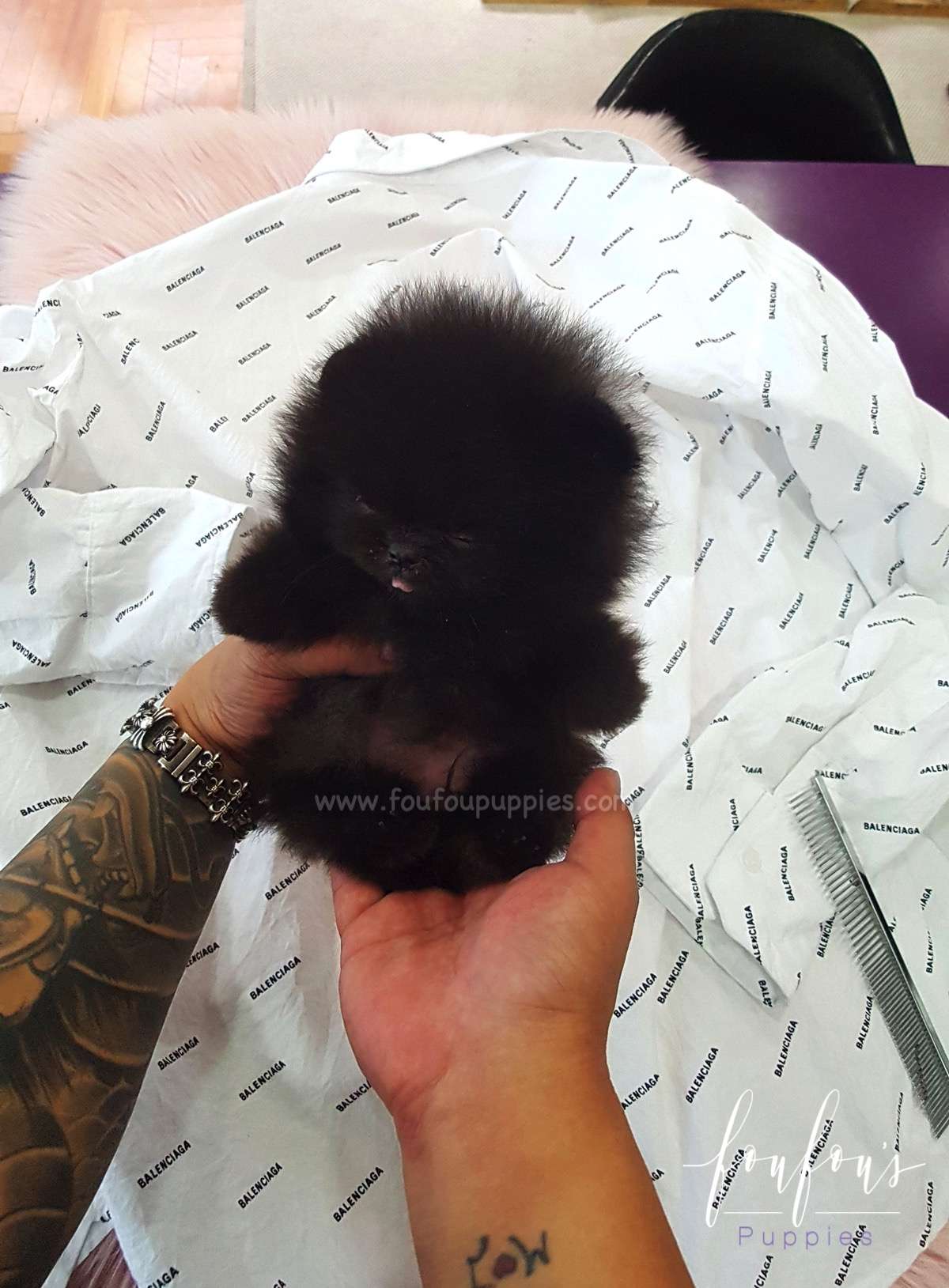 Prada - Pomeranian M.