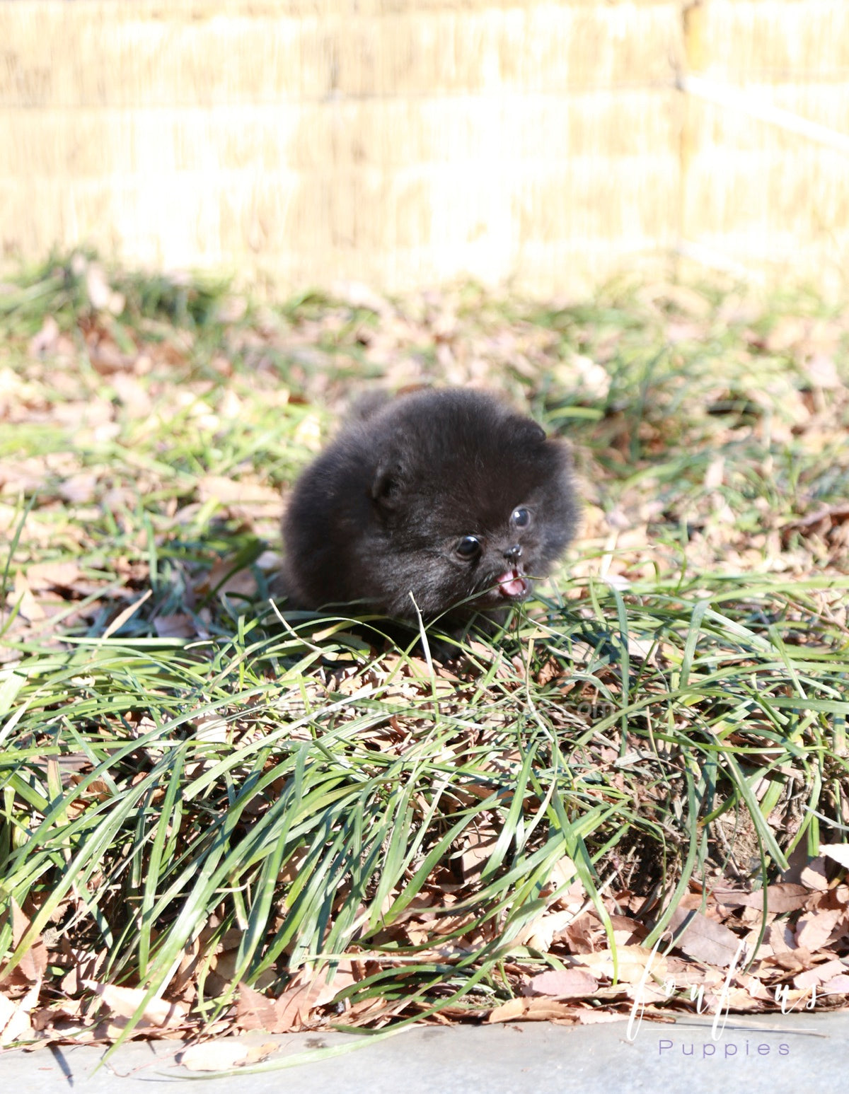 Dahlia - Pomeranian F.