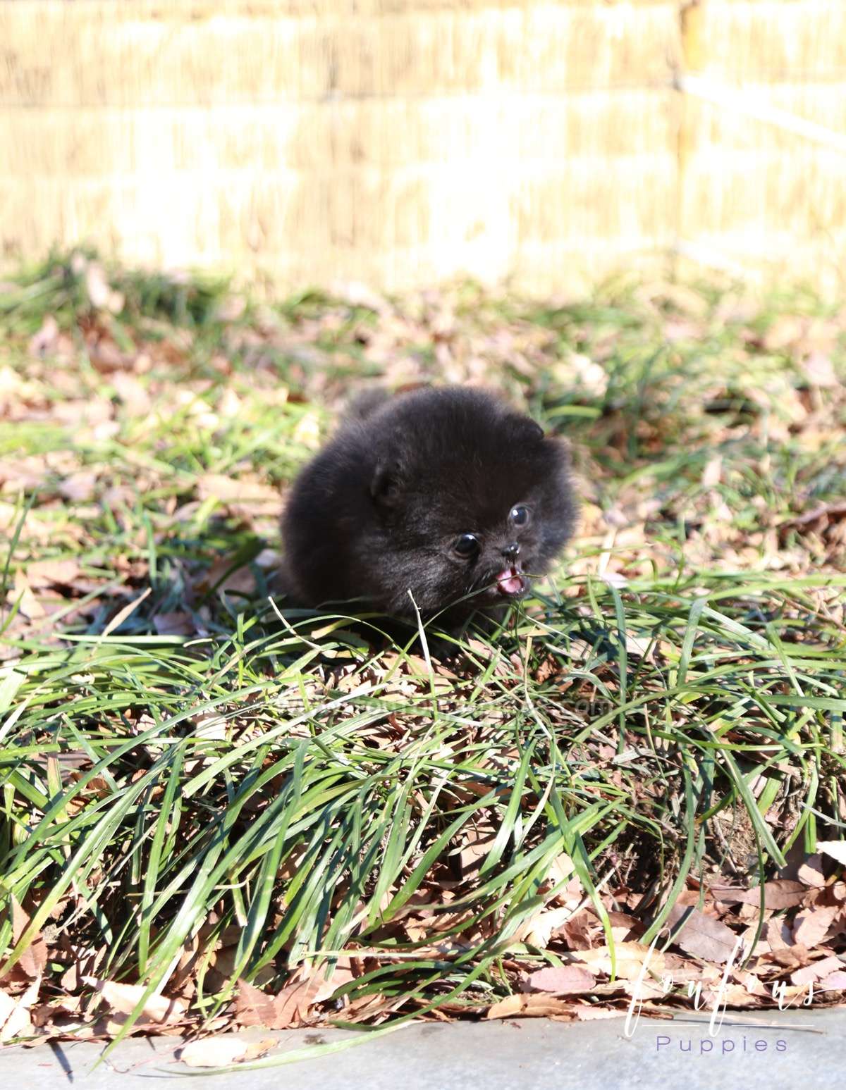 Dahlia - Pomeranian F.