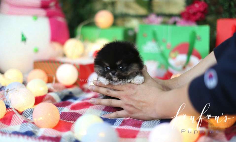 Chia - Pomeranian F. (RESERVED)