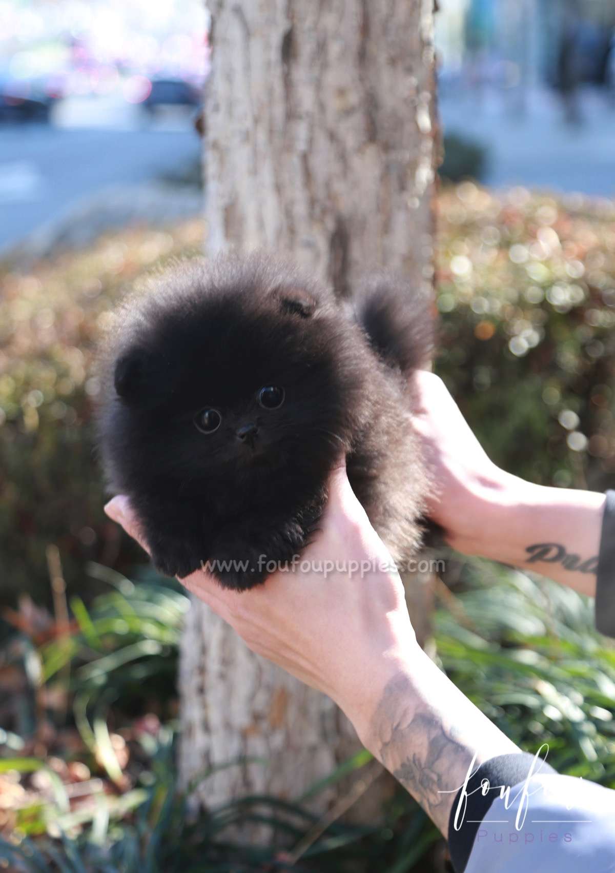 Dahlia - Pomeranian F.