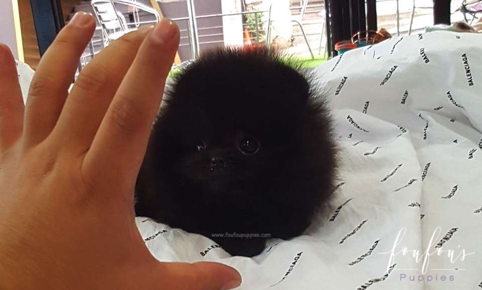 Prada - Pomeranian M.