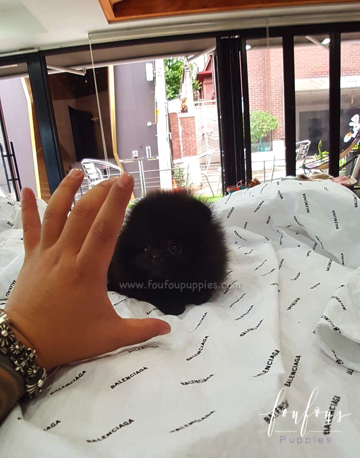 Prada - Pomeranian M.