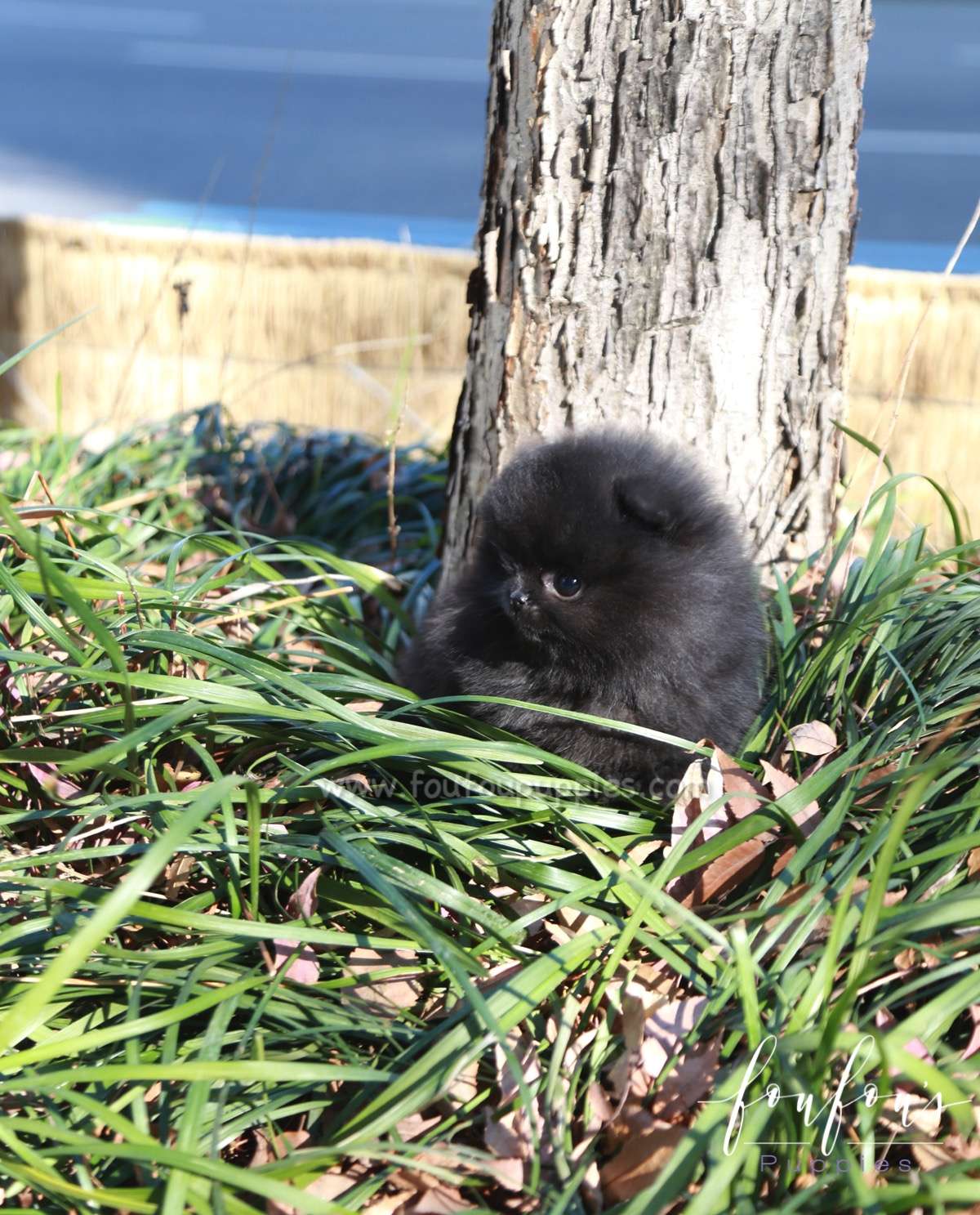 Dahlia - Pomeranian F.