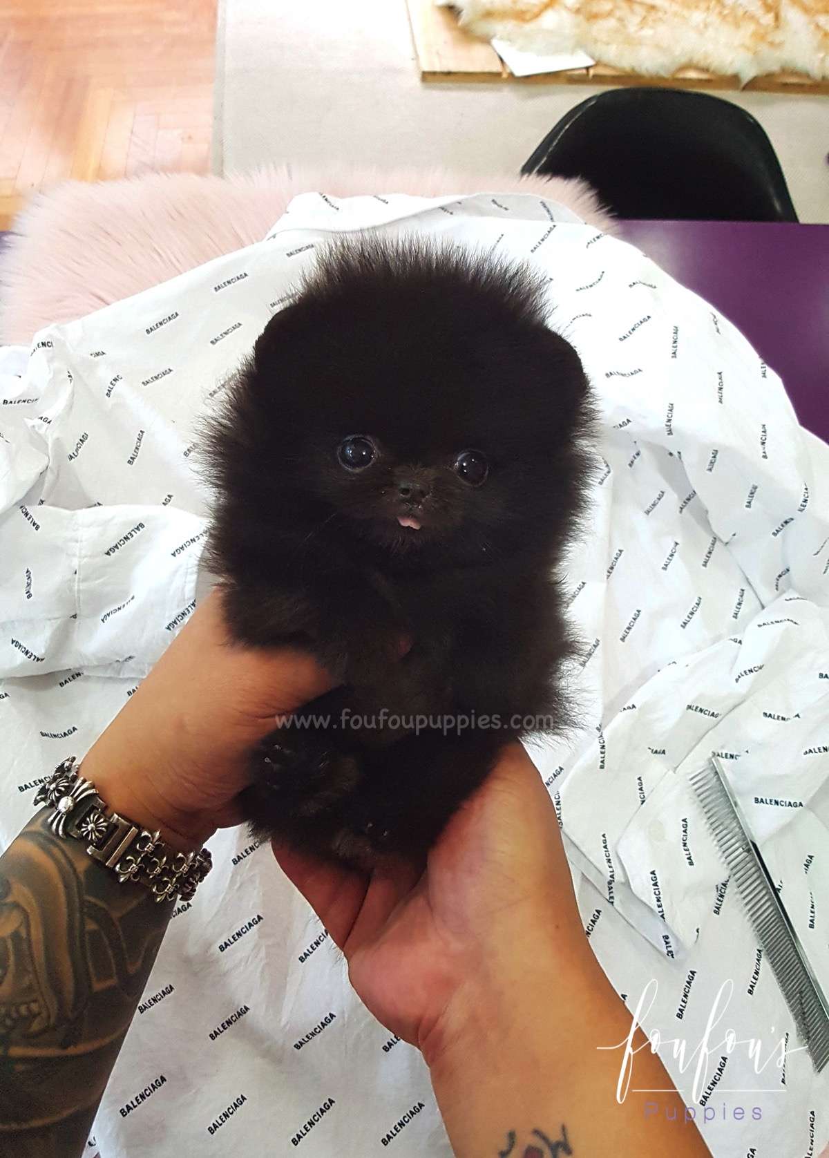 Prada - Pomeranian M.